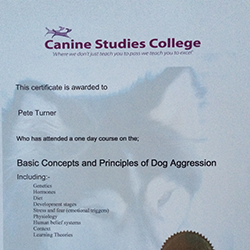 Fully Insured Dog Walking Services Eastbourne