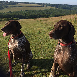 Pet Visits Eastbourne